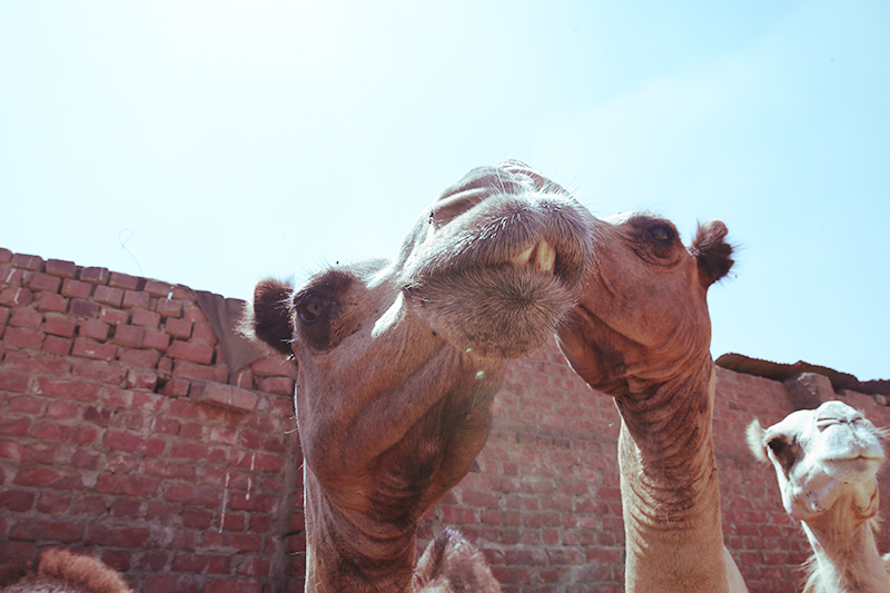 We Went Grazing through Cairo's Only Camel Market