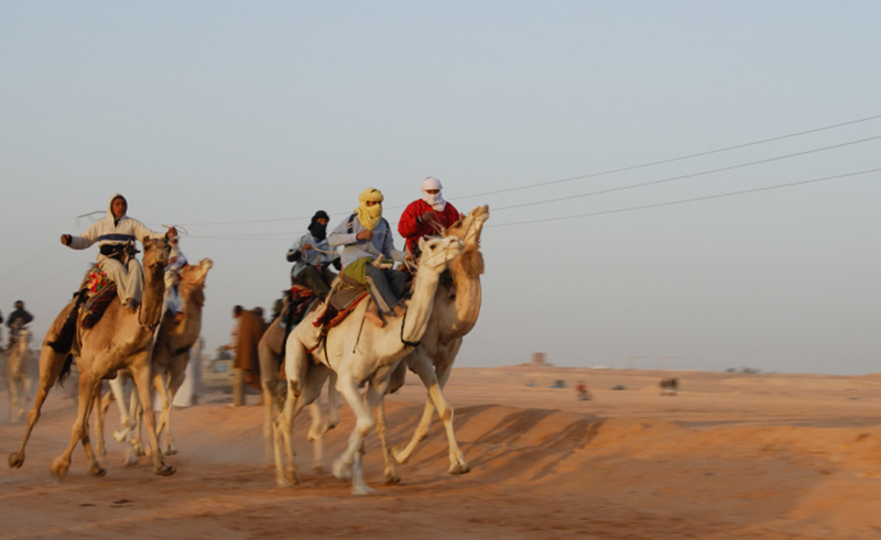 Matrouh is Holding Its First Camel Racing Festival