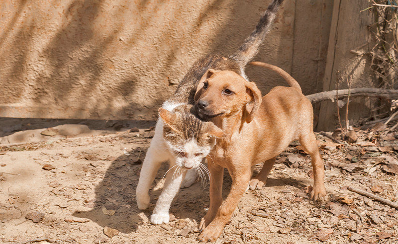 Leaf Animals is Egypt's First Pet Adoption Website