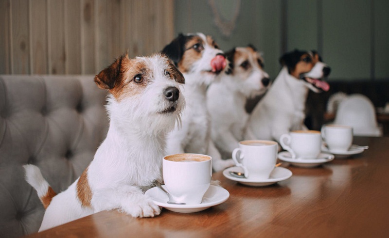 Cairo Is Finally Getting A Dog Cafe 