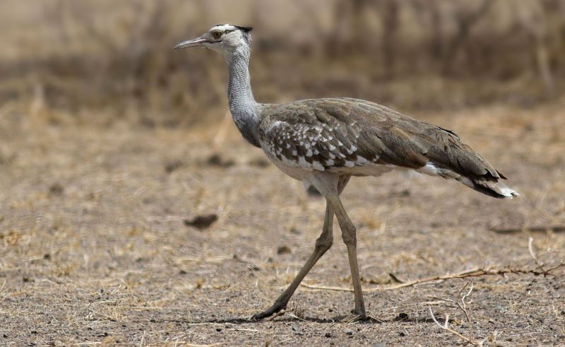 Ministry of Environment Preserves Over 2,000 African Houbara Birds