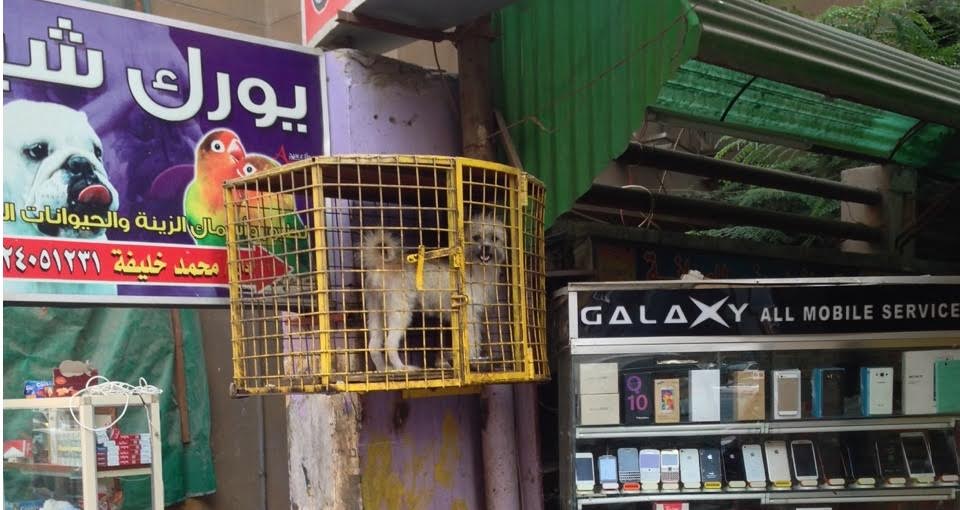 Caged: The Horrific Reality of Pet Shops in Egypt 