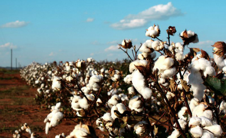 $1.6 Million Campaign Supporting Egypt's Cotton Industry to Kick Off In 2017