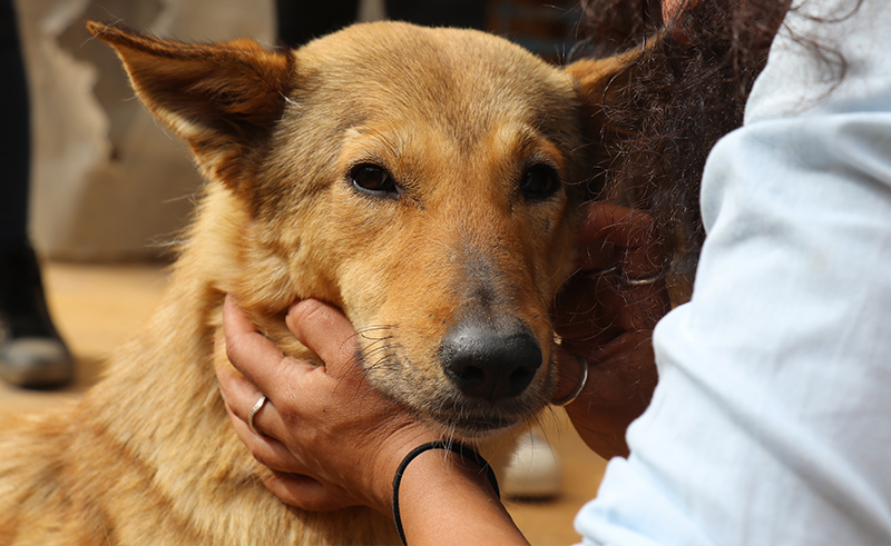 How You Can Help Egypt's Largest Animal Shelter Save 1300 Dogs and Cats From Becoming Homeless
