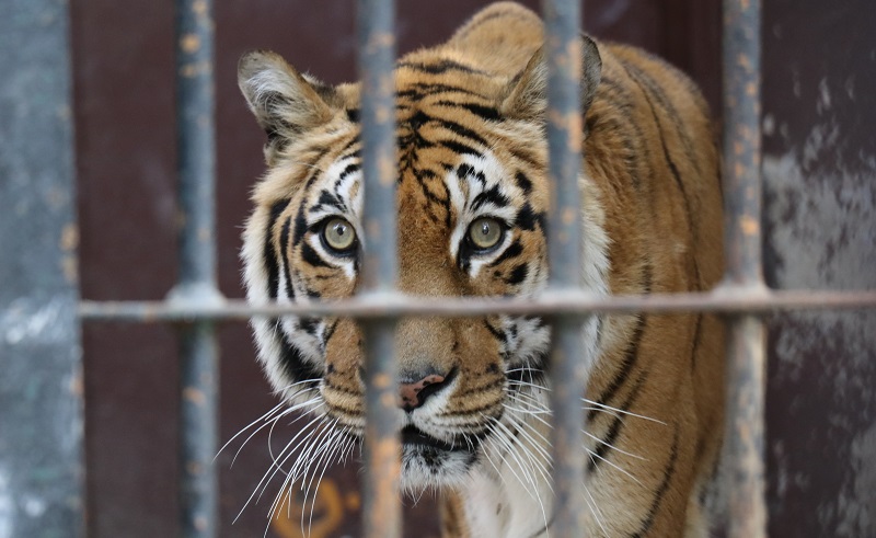 How You Can Save Egypt's Animals From Dying in Its Horrid Zoos