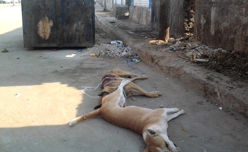 Egyptian Woman Poisoned after Trying to Save Stray Dogs from Poison