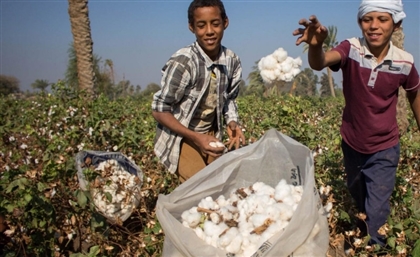 Ministry of Agriculture to Produce Organic Pesticide-Free Cotton