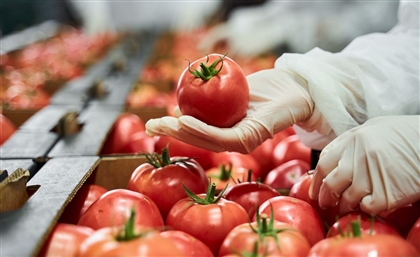 Egypt Ranks 5th Worldwide in Tomato Production