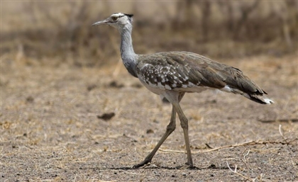 Ministry of Environment Preserves Over 2,000 African Houbara Birds